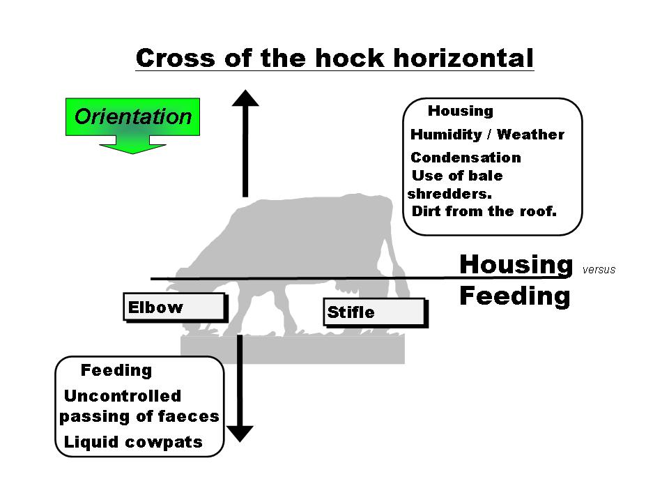 OBSALIM-Cattle Feeding Cross of the hock horizontal