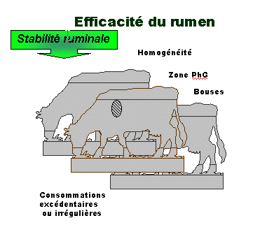 des consommations irr&eacute;guli&egrave;res ou exc&eacute;dentaires viennent modifier la stabilit&eacute; ruminale