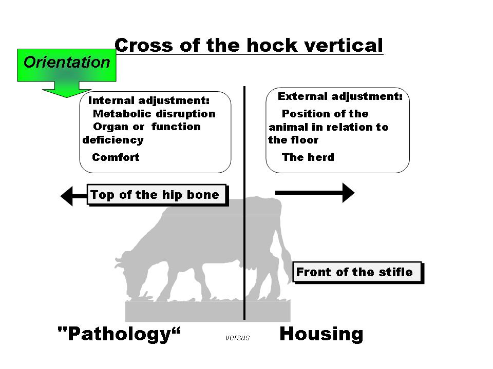 OBSALIM- Cattle feeding - Cross of the hock vertical