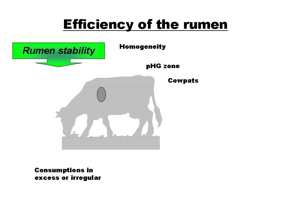 OBSALIM- Cattle feeding - Efficiency of the rumen