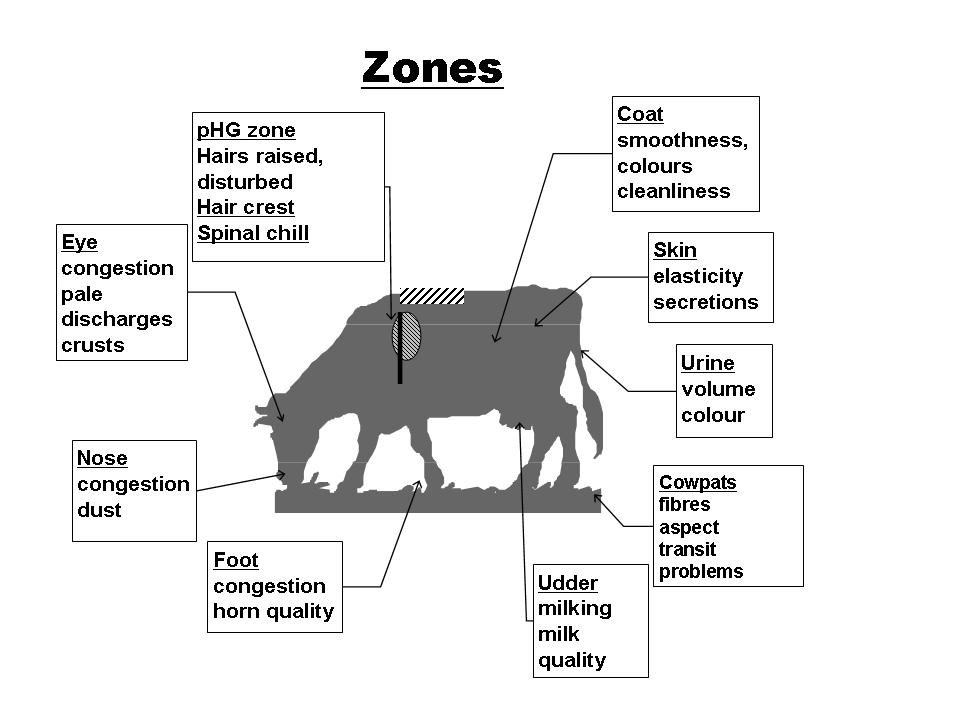 OBSALIM- Cattle feeding - Zones of observation for feeding symptoms. 